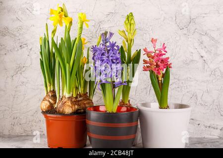 Giacinti e Daffodils in vasi di fiori su sfondo chiaro Foto Stock