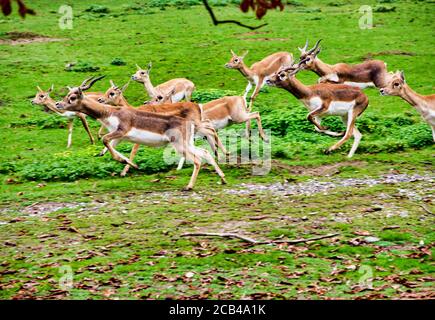 Una mandria di buck nero saltante, in antilope latino cervicapra Foto Stock