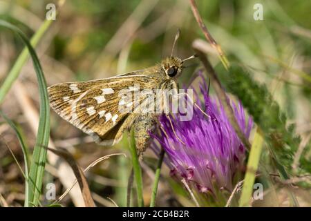 Skipper argentato (Epargyreus clarus) che si stacca su un fiore di tufo nano viola (Cirsium acaule), Regno Unito Foto Stock