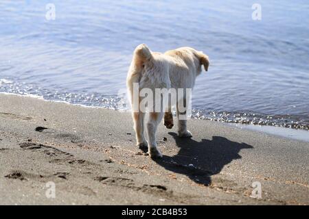 Bella foto di un piccolo cucciolo in piedi sul mare. Sfondo per la pubblicità di cuccioli e cani. Foto Stock