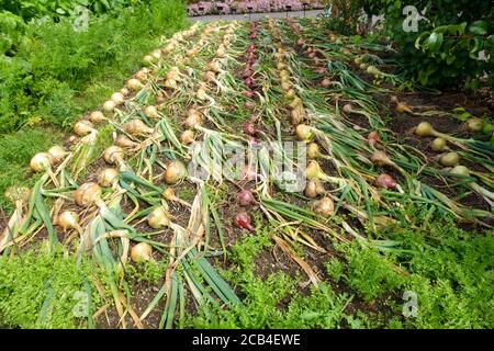 RHS Rosemoor, Onions in orto, Great Torrington, North Devon, Inghilterra, UK Foto Stock