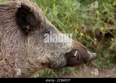 Ritratto di cinghiale nella pineta Foto Stock