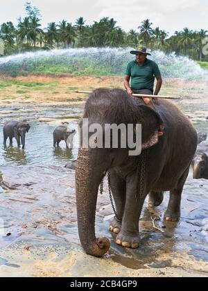 dh Elephant Orphanage PINNAWALA SRI LANKA ASIA Keeper pilota elefanti cavalcare l'uomo asiatico Foto Stock