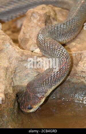 Acqua di bevanda di serpente di mais Foto Stock