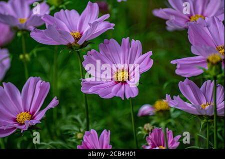 Bella rosa cosmo fiori nel campo. Fiori viola in piena fioritura. Foto Stock