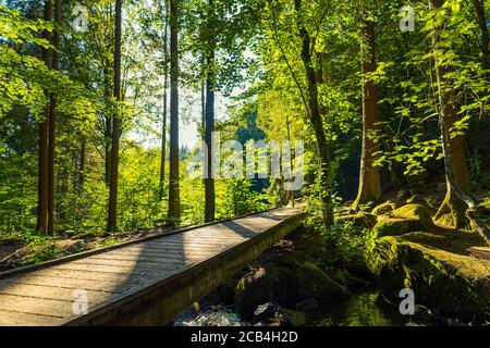 Ponte pedonale in legno sul piccolo fiume in una splendida foresta nella soleggiata giornata estiva Foto Stock