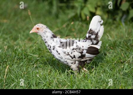 Colorito giovane gallina di pollo della razza 'Stoapiperl', una razza in via di estinzione dall'Austria Foto Stock