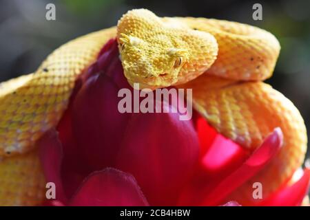 Palpebra viper buca, Costa Rica Foto Stock