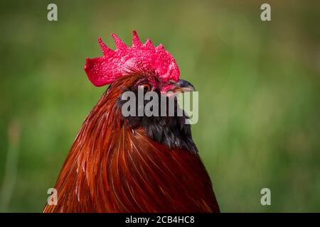 Bantam Thuringian Bareded Chicken Rooster (Thüringer Zwerg-Barthhuhn), una razza di pollo tedesca Foto Stock