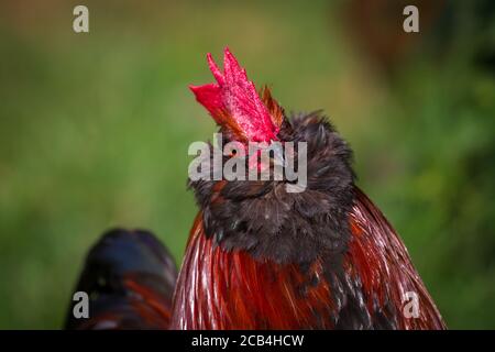 Bantam Thuringian Bareded Chicken Rooster (Thüringer Zwerg-Barthhuhn), una razza di pollo tedesca Foto Stock