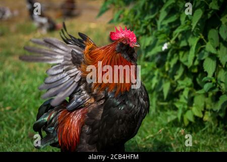 Bantam Thuringian Bareded Chicken Rooster (Thüringer Zwerg-Barthhuhn), una razza di pollo tedesca Foto Stock