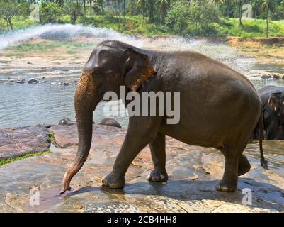 dh Elephas maximus maximus PINNAWALA SRI LANKA tempo di balneazione spray Acqua Elephant orfanotrofio elefanti vista laterale Foto Stock