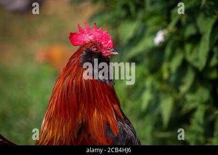 Bantam Thuringian Bareded Chicken Rooster (Thüringer Zwerg-Barthhuhn), una razza di pollo tedesca Foto Stock