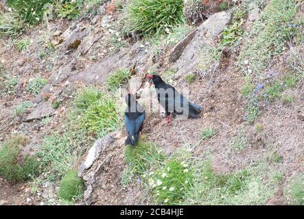 Un paio di impasti (Pyrrrhocorax pirrhocorax) che forano sulle scogliere costiere Foto Stock