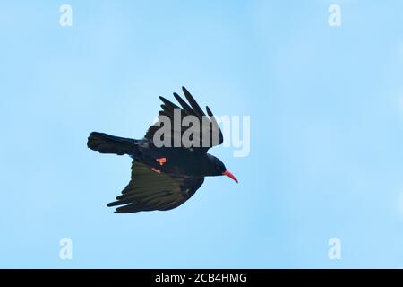 Tosse (Pirrhocorax pirrhocorax) in volo Foto Stock