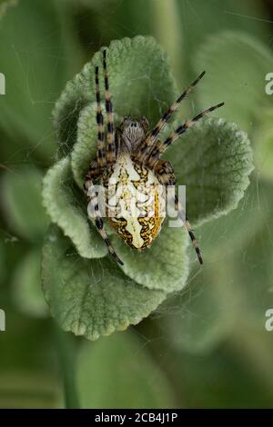 Ragnatela di quercia (Aculepeira ceropegia) Foto Stock