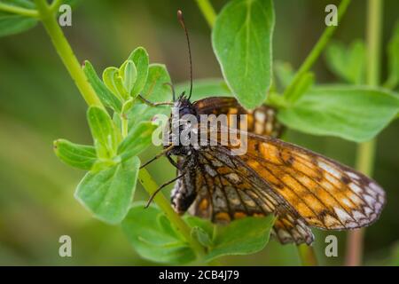 Knapweed fritillary, femmina (Melitaea phoebe) Foto Stock