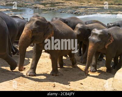 dh Elephas maximus maximus PINNAWALA SRI LANKA elefanti dello Sri Lanka Vista laterale in primo piano insieme orfanotrofio degli Elefanti Foto Stock