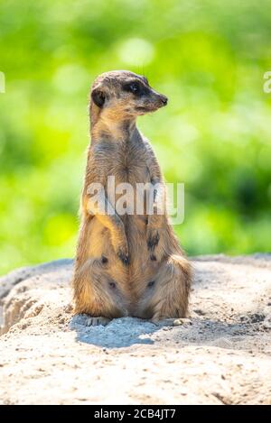 Meerkat, Suricata suricatta, seduto sulla roccia. Foto Stock