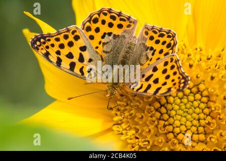 Regina di Spagna fritillario (Issoria lathonia) che si nuote su un girasole Foto Stock