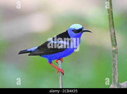 Superriduttore a zampe rosso, Costa Rica Foto Stock