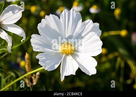 Bianco giardino cosmo fiore (Cosmos bipinnatus) Foto Stock