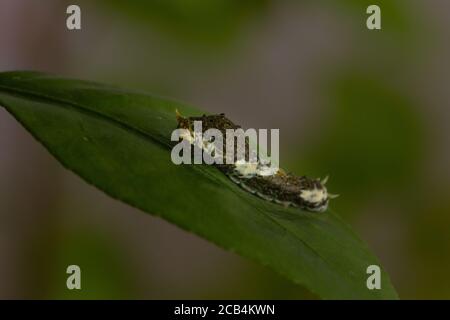 citrus caterpillar su foglia verde di limone Foto Stock