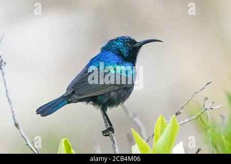 Girasolone con tufted arancione, ritratto maschile Foto Stock