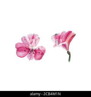 Acquerello botanico illustrazione di alstroemeria fiore isolato su sfondo bianco. Potrebbe essere usato come decorazione per il disegno di fotoricettore, disegno cosmetico, p Foto Stock
