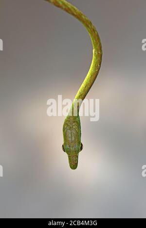 Serpente dell'albero verde, Costa Rica, primo piano Foto Stock
