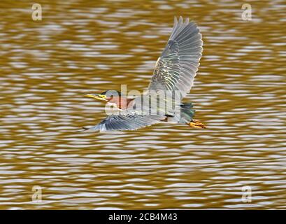 Airone tricolore che sorvola l'acqua in America Centrale Foto Stock