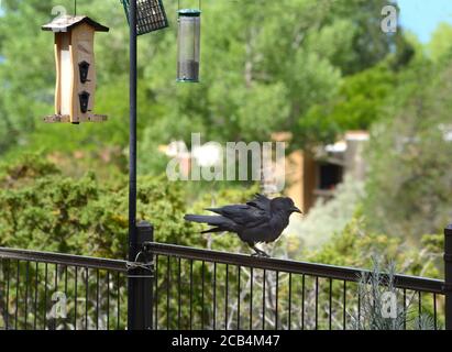 Un corvo comune (Corvus corax) si trova su un recinto cortile a Santa Fe, New Mexico. Foto Stock