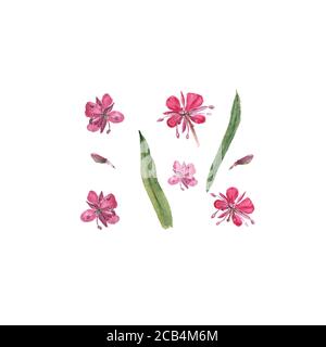 Acquerello botanico illustrazione di Epilobium, camaenerion angustifolium, erba di Willow, fiore di fireweed isolato su sfondo bianco. Potrebbe essere utilizzato un Foto Stock