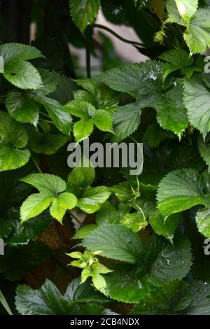 Closeup fotografia di luppolo foglie che crescono su un trellis Foto Stock
