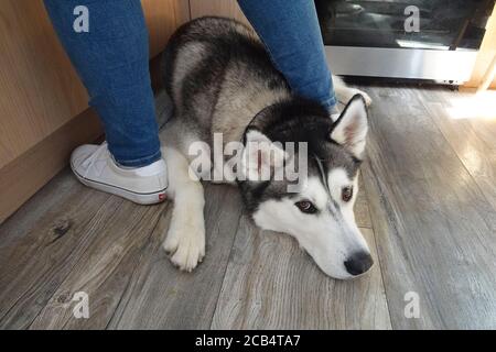 Grande cane Husky che giace sul pavimento della cucina fra i piedi di womans Foto Stock
