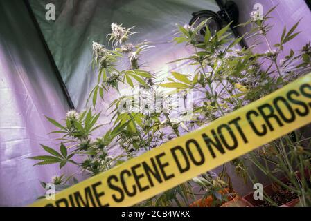 Piantagione illegale di cannabis all'interno di una scatola privata di crescita con nastro giallo polizia scena del crimine non attraversare. Concetto di coltivazione illegale della droga di marijuana. Foto Stock