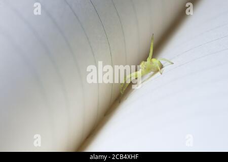 Un piccolo e amichevole ragno verde giallo nero-piedi sac onde alla fotocamera dalla piega spina dorsale di un notebook di carta rigata. Immagine Super macro. Foto Stock