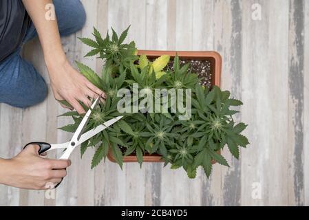Taglio manuale delle piante di cannabis. La mano della donna è impegnata nella potatura della cannabis per uso terapeutico. Informazioni di base sul concetto di marijuana medica. Foto Stock