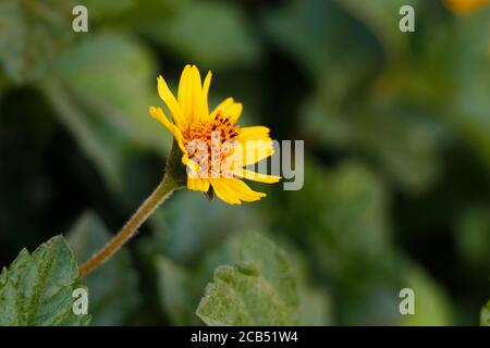 Primo piano di una bella stella gialla o di un pulsante giallo Fiori (Nome scientifico: Melambodium Divaricatum) Foto Stock