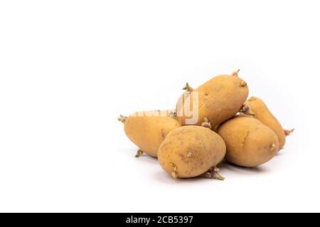 set di piantine di patate germogliate pronte per la piantagione - su sfondo bianco in studio Foto Stock