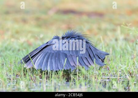 Black Heron (Egretta ardesiaca) sul lago Baringo, Kenya, è noto per il suo comportamento di caccia a baldacchino, dove le ali formano un ombrello sopra la testa. Foto Stock