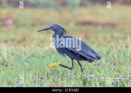 Black Heron (Egretta ardesiaca) sul lago Baringo, Kenya, è noto per il suo comportamento di caccia a baldacchino, dove le ali formano un ombrello sopra la testa. Foto Stock