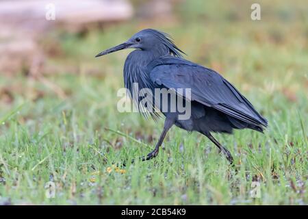 Black Heron (Egretta ardesiaca) sul lago Baringo, Kenya, è noto per il suo comportamento di caccia a baldacchino, dove le ali formano un ombrello sopra la testa. Foto Stock