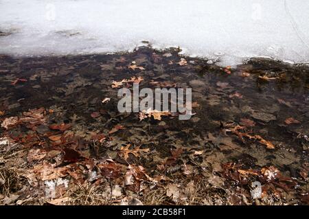 Foglie appassite nell'acqua fusa del lago ghiacciato Foto Stock