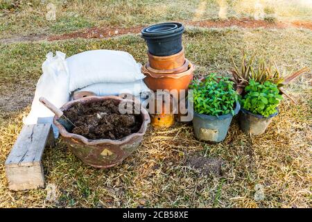 Pianta pentole con verdure ed erbe e annaffiatura può / piantando / pentole di pianta / pianta jardiniere Foto Stock