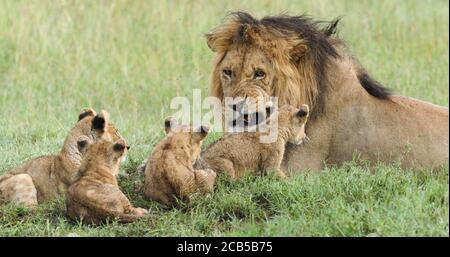 Padre di leone maschile e cuccioli nel Parco Nazionale di Serengeti Tanzania Foto Stock