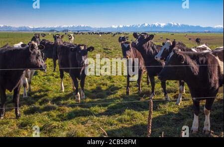 Scene di campagna della Nuova Zelanda: Mandrie di mucche da latte Foto Stock