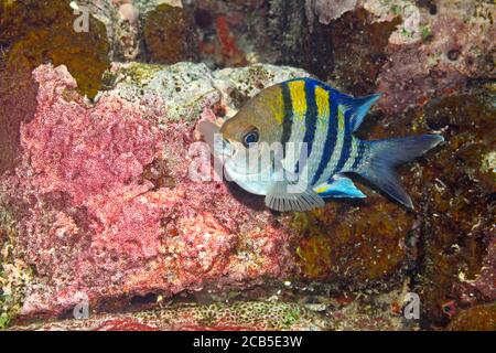 Pesce amino maggiore Sergente, Abudefduf vaigiensis. Pesce maschio che tende uova. Uepi, Isole Salomone. Solomon Sea, Oceano Pacifico Foto Stock