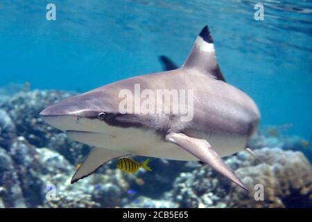 Dark Reef Shark, Carcharhinus melanopterus, nuoto sopra Coral Reef. Con pesce pilota, Gnathanodon speciosus. Uepi, Isole Salomone Foto Stock