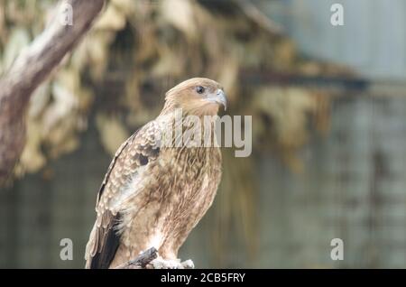 Questo è stato portato nello zoo australiano. E' un uccello selvatico chiamato aquila Foto Stock